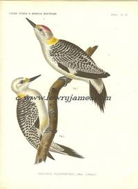 United States and Mexican Boundary Survey. Plate IV. Centurus Flaviventris (M & F) (Golden-fronted Woodpecker)