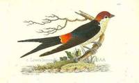 Plate # 665. Cape Swallow. Hirundo Capensis.  Shaw & Nodder's The Naturalist's Miscellany or Coloured Figures of Natural Objects: Drawn and Described Immediately from Nature