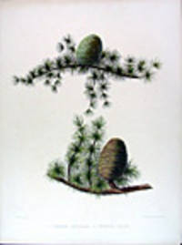 I. Cedrus deodara. II Cedrus libani
