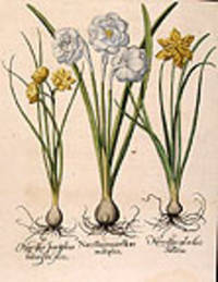 Narcissus maior flore multiplice [Double-flowered white garden narcissus]; Narcissus sylvestris stellatus [Double-flowered narcissus, stellate form]; Narcissus Juncifolius luteus flore pleno [Double-flowered yellow jonquil]