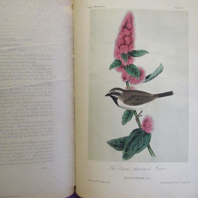 Image for Illustrations of the Birds of California, Texas, Oregon, British and Russian America. Fascicule 5 comprising text pages129-158 & plates 21-25 as issued in original wraps.