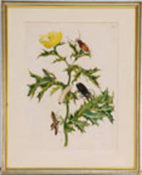 Maccai [Thistle plant with caterpillar and various insects from 'Histoire Generale des Insects de Surinam et de L'Europe'] [Plate XXIV]