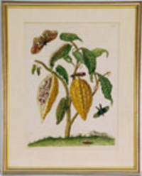 Cacao[Cacao tree with fruit with chrysalis and butterflies from 'Histoire Generale des Insects de Surinam et de L'Europe'] [Plate LXIII]