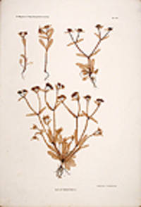 Valerianella olitoria [Pl. 228]