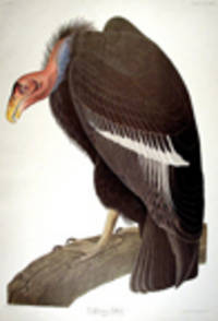 California Vulture. From "The Birds of America" (Amsterdam Edition) [Pl. 426]