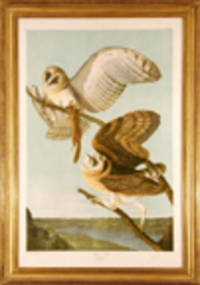 Barn Owl [Barn Owl] [Pl. 34]