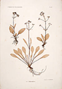 Valeriana saxatilus [Pl. 233]