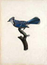 [Geai Bleu [Blue Jay, Cyanocitta cristata]]