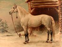 De Russische Harrdraver [Russian Trotter] [Pl. 20]
