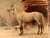 De Russische Harrdraver [Russian Trotter] [Pl. 20] by  Otto (1839-1926) EERELMAN from Donald Heald Rare Books - Used Book