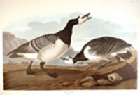 Barnacle Goose. From "The Birds of America" (Amsterdam Edition) [Pl. 296]