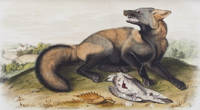 The Quadrupeds of North America [COMPLETE IN 3 VOLUMES]