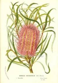 Banksia Occidentalis. Native to Australia Flore des Serres et des Jardins de l'Europe Banksia Occidentalis. Native to Australia Flore des Serres et des Jardins de l'Europe