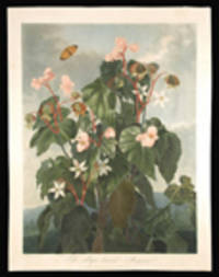 The Oblique-Leaved Begonia