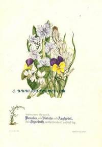The Flowers of Milton  Pl. 8 Pansies, Violets, Asphadel, Hyacinth (Paradise Lost. Book 9th. Line 1039)