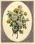 Double Chrysanthemums [Pl. 61] by  John (1742-1815) EDWARDS from Donald Heald Rare Books - Used Book