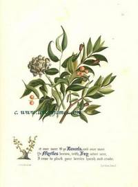 The Flowers of Milton  Pl. 26  Laurels, Myrtles, Ivy (Lycidas, Line 1)