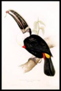 Ramphastos cuvieri. Cuvier's Toucan [Ramphastos c. cuvieri]