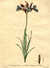 Iris augustifolia bicolor / Narrow leaved Flower-de-luce with two Coulours [Pl. 66] by  John (1742-1815) EDWARDS from Donald Heald Rare Books - Used Book
