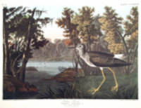 Yellow Shank. From "The Birds of America" (Amsterdam Edition) [Pl. 288]