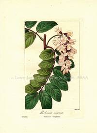Robinia viscosa Flore des Jardiniers, Amateurs et Manufacturiers d'apres les dessins de Bessa Robinia viscosa Flore des Jardiniers, Amateurs et Manufacturiers d'apres les dessins de Bessa