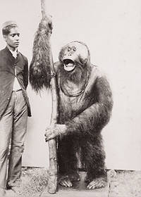 NOTES SUR L'OSTEOMETRIE ET LA CRANIOLOGIE DES ORANG-OUTANS