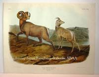 Plate LXXIII Rocky Mountain Sheep  The Viviparous Quadrupeds of North America