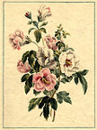 Althae Frutrex [Pl. 69]