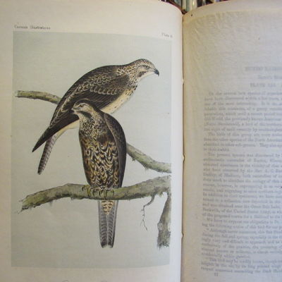 Image for Illustrations of the Birds of California, Texas, Oregon, British and Russian America. Fascicule 9 comprising text pages 241-270 & plates 41-45 as issued in original wraps.