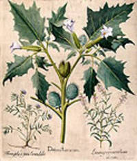 Datura Turcarum [Jimson weed or thorn apple]; Polium foliis & facie Lavendul&aelig; [Germander]; Linaria purpureo violacea elatior [Purple linaria]