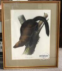 Plate XLI Pennant's Marten or Fisher. Mustela Canadensis, Linn.  The Viviparous Quadrupeds of North America
