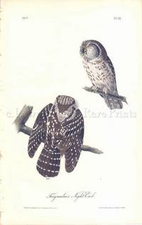 Pl. 32 Tengmalm's Night Owl The Birds of America, from Drawings Made in the United States and Their Territories Pl. 32 Tengmalm's Night Owl The Birds of America, from Drawings Made in the United States and Their Territories