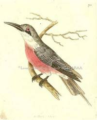 Plate # 701. The Malimbic Bee-eater  (Merops malimbicus)  Shaw & Nodder's The Naturalist's Miscellany or Coloured Figures of Natural Objects: Drawn and Described Immediately from Nature