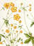 Ranunculus Hortensis erectus flore simplici luteo [Bulbous buttercup]; Ranunculus Montanus maior flore luteo [Common buttercup]; Ranunculus erectus minimus flore pleno luteo prolifero [Buttercup] by  Basil (1561-1629) BESLER from Donald Heald Rare Books - Used Book - First Edition