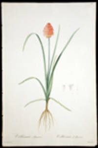 Veltheimia Abyssinica / Veltheimia d'Abyssinie [Abyssinian Kniphofia] [Pl. 186]