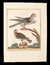 Faucon de diverses couleurs [Multi-coloured Falcon]; Faucon a queue anel&eacute;e ou l'Epervier de la Baye de Hudson [Canadian Falcon] [Pl. 44] by  Maddalena BOUCHARD from Donald Heald Rare Books - Used Book