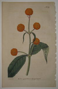 N. 174 (Buddlea Globosa. Round-Headed Buddlea.)