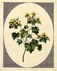 Golden flower'd Henbane