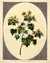 Golden flower'd Henbane by  John (1742-1815) EDWARDS from Donald Heald Rare Books - Used Book