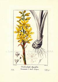 Wachendorfia thyrsiflora Flore des Jardiniers, Amateurs et Manufacturiers d'apres les dessins de Bessa Wachendorfia thyrsiflora Flore des Jardiniers, Amateurs et Manufacturiers d'apres les dessins de Bessa
