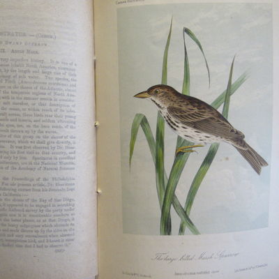 Image for Illustrations of the Birds of California, Texas, Oregon, British and Russian America. Fascicule 8 comprising text pages 213-240 & plates 36-40 as issued in original wraps.