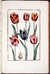 Histoire g&eacute;n&eacute;rale des insectes de Surinam et de toute l'Europe... Troisi&egrave;me &eacute;dition revue, corrig&eacute;e et consid&eacute;rablement augment&eacute;e par M. Buch'oz... &agrave; laquelle on a joint une troisi&egrave;me partie qui traite des plus belles fleurs by  Daniel (?1578-1637) RABEL from Donald Heald Rare Books - Used Book - Hardcover