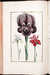 Histoire g&eacute;n&eacute;rale des insectes de Surinam et de toute l'Europe... Troisi&egrave;me &eacute;dition revue, corrig&eacute;e et consid&eacute;rablement augment&eacute;e par M. Buch'oz... &agrave; laquelle on a joint une troisi&egrave;me partie qui traite des plus belles fleurs by  Daniel (?1578-1637) RABEL from Donald Heald Rare Books - Used Book - Hardcover