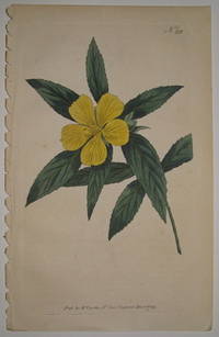 N. 281 (Turnera Angustifolia. Narrow-Leav'd Turnera.)