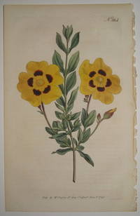 N. 264 (Cistus Formosus. Beautiful Cistus.)