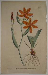 N. 171 (Ixia Chinensis. Chinese Ixia.)