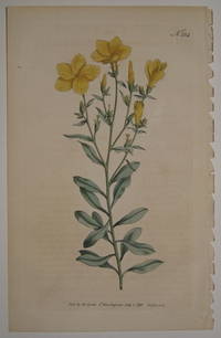 N. 234 (Linum Arboreum. Tree Flax.)