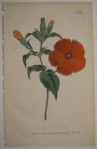 N. 223 (Lychnis Coronata. Chinese Lychnis.)