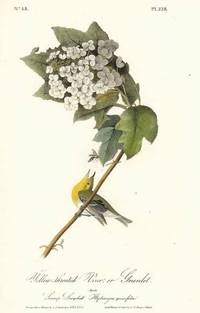 Pl. 238 Yellow-throated Vireo or Greenlet. (male). Swamp Snowball (Hydrangea quercifolia)  The Birds of America, from Drawings Made in the United States and Their Territories