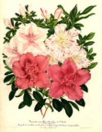 Vari&eacute;t&eacute;s nouvelles d'Azal&eacute;es de l'Inde. (Azalea Indica) var. 1. Leopold 1ier. 2. Duc de Brabant. 3. Etoile de Gand. 4. Reine des panach&eacute;es. [Bouquet of four varieties of Azaleas] [Pl. 23]